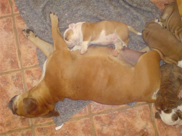 Blanding af racer Mango - han er 5 uger gammel billede 8