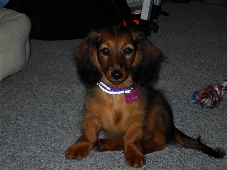 Miniature gravhund Tia - ej hvor er jeg blevet flot efter bad... billede 17