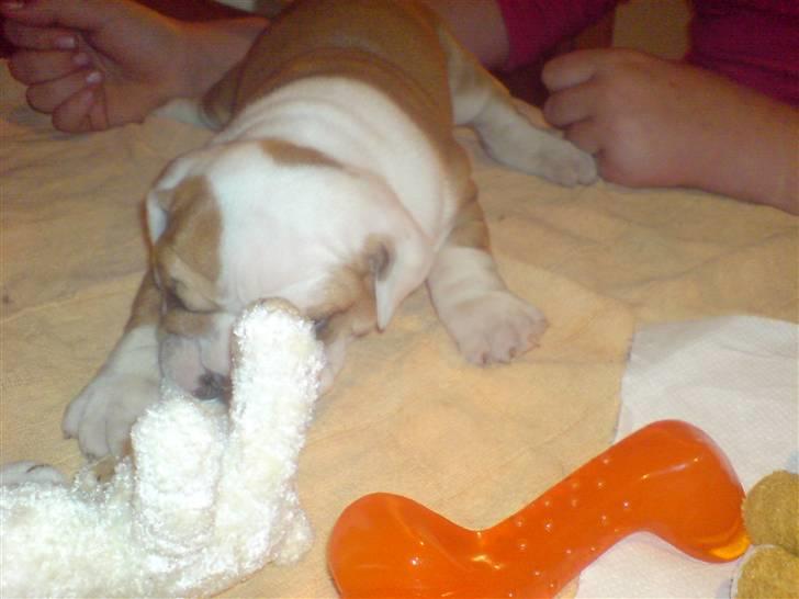 Blanding af racer Mango - Han er 4 uger gammel billede 9