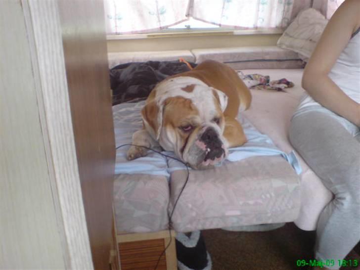 Blanding af racer Mango billede 10