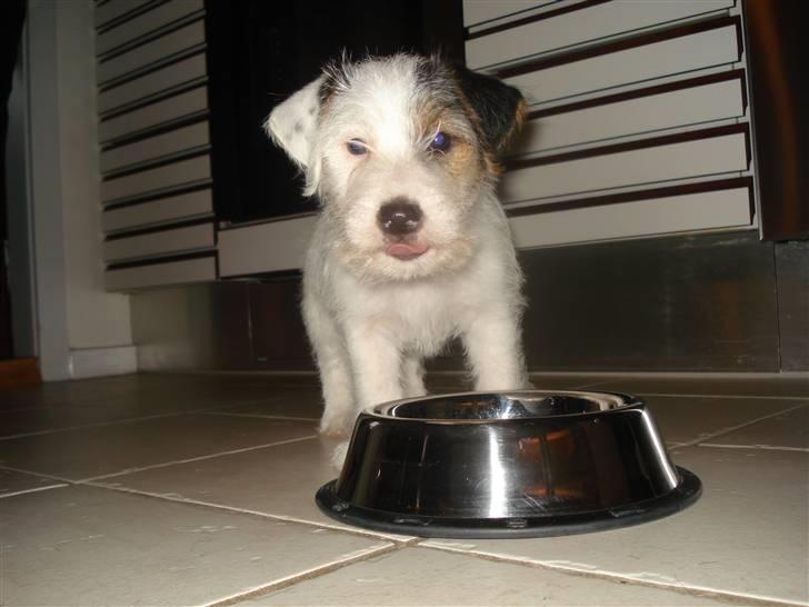 Jack russell terrier Elmer RIP 2023 billede 3