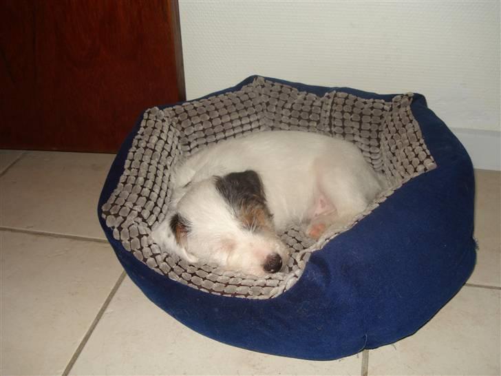 Jack russell terrier Elmer RIP 2023 billede 4