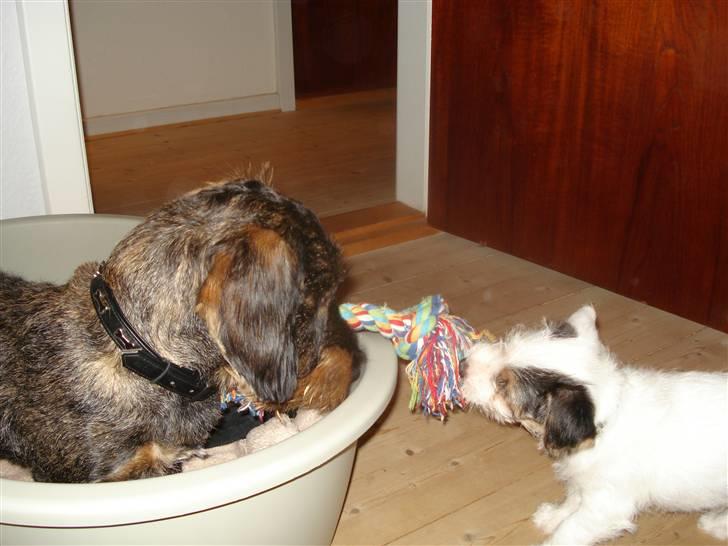 Jack russell terrier Elmer RIP 2023 billede 5