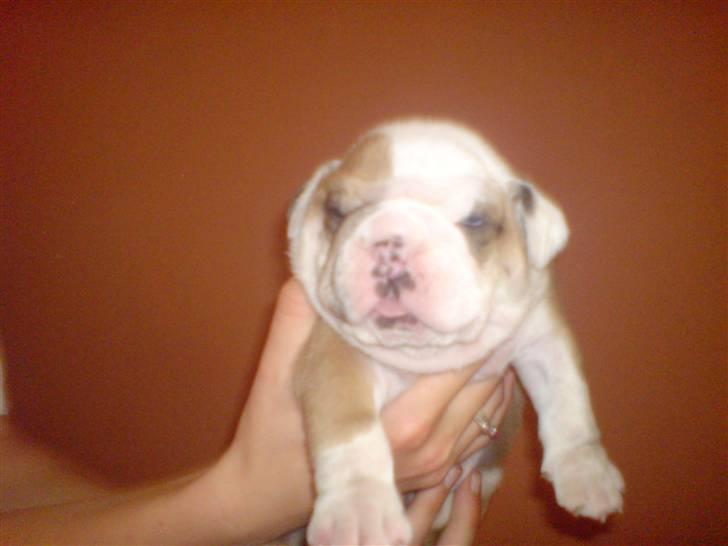 Blanding af racer Mango - han er 5 uger gammel billede 11