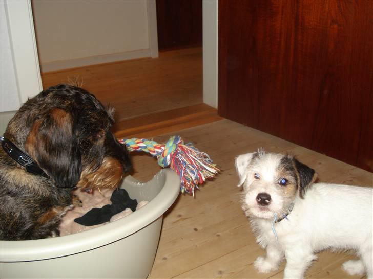 Jack russell terrier Elmer RIP 2023 billede 6