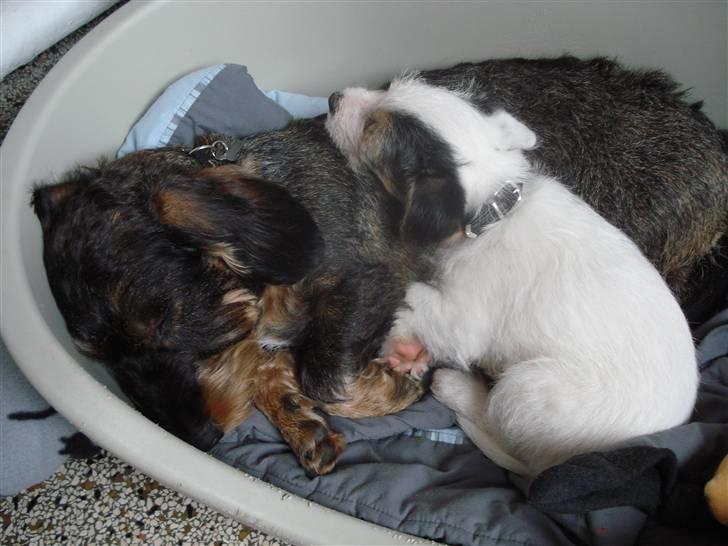 Jack russell terrier Elmer RIP 2023 billede 7