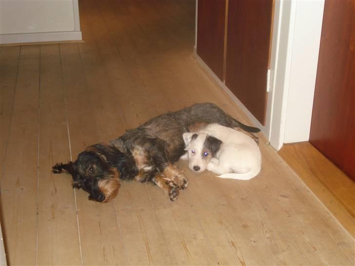 Jack russell terrier Elmer RIP 2023 billede 8