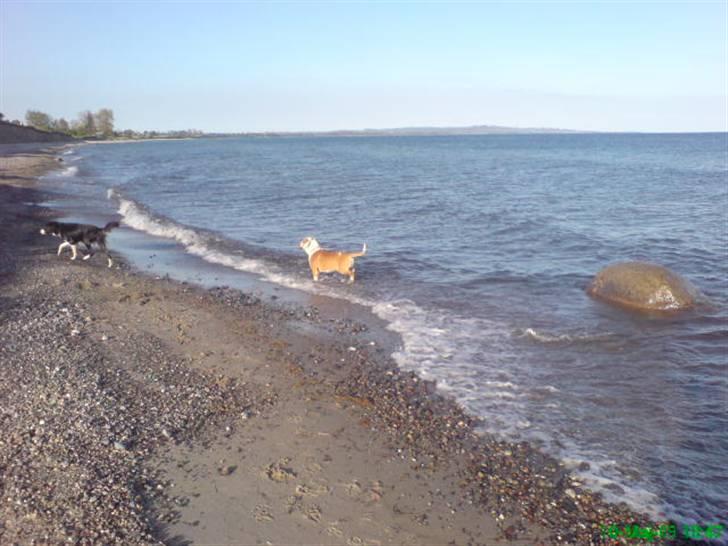 Blanding af racer Mango billede 12