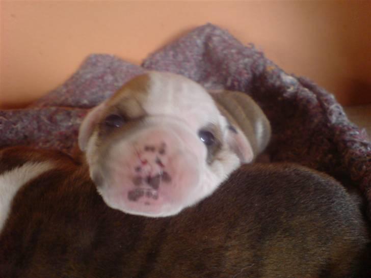 Blanding af racer Mango - Han er  3 uger gammel billede 13