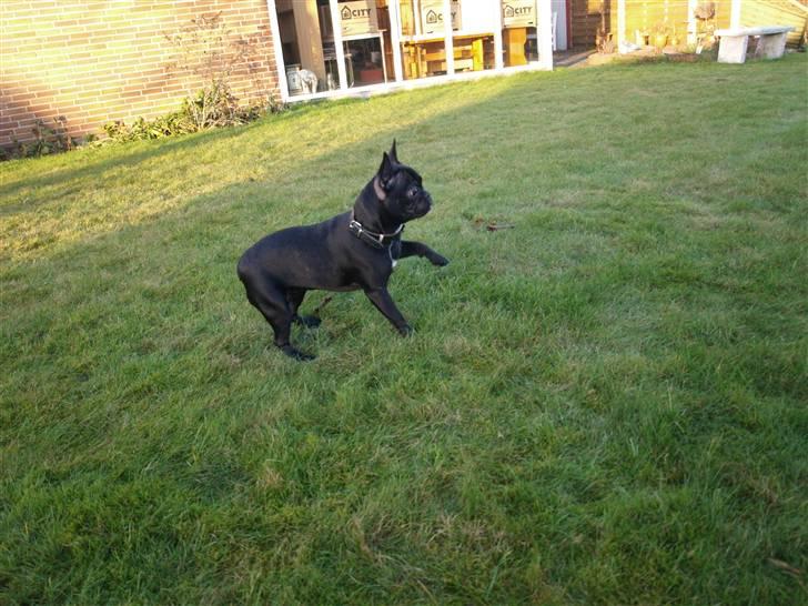 Fransk bulldog Medina billede 6