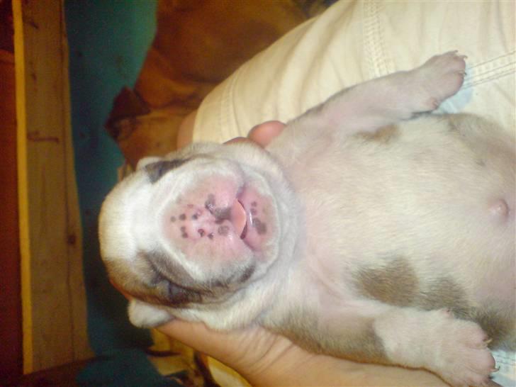 Blanding af racer Mango - han er 1 uger gammel billede 14