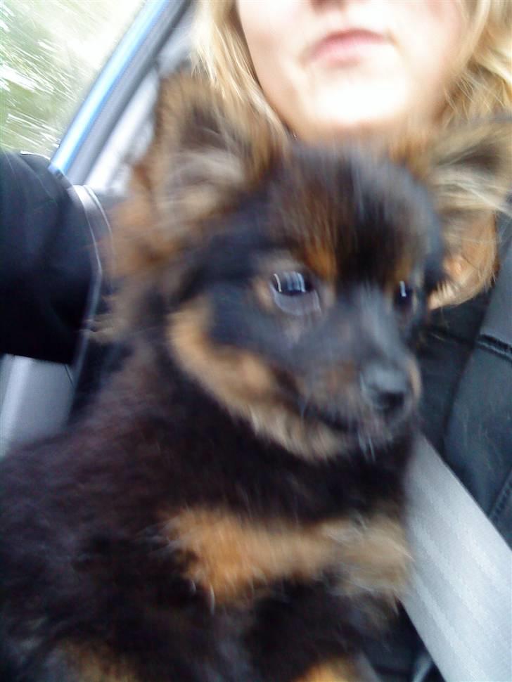 Kleinspitz Suki - Dagen hvor jeg blev hentet af min nye ejer:D billede 2