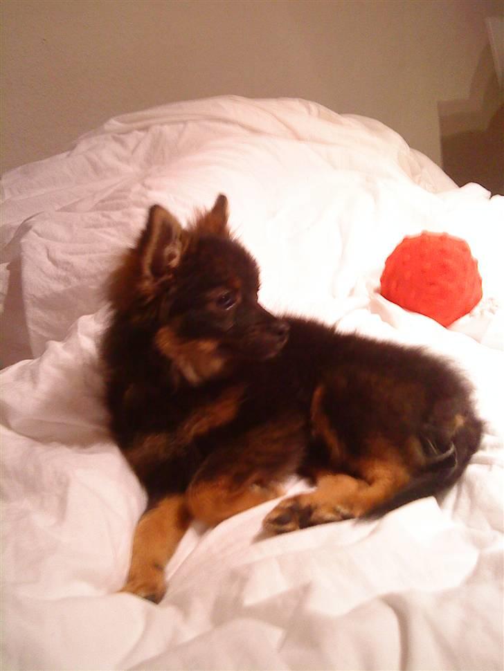 Kleinspitz Suki - Første dag hos Unni. ihh hvor har jeg det dejligt. billede 3