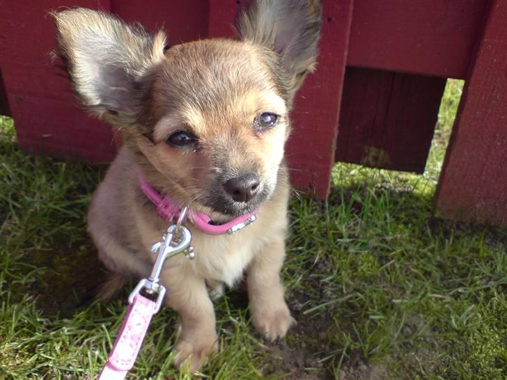 Chihuahua Gucci billede 1