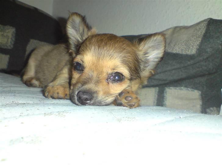 Chihuahua Gucci billede 2