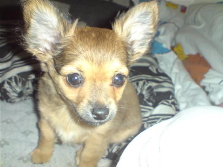 Chihuahua Gucci billede 6