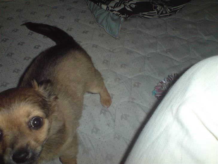 Chihuahua Gucci billede 7