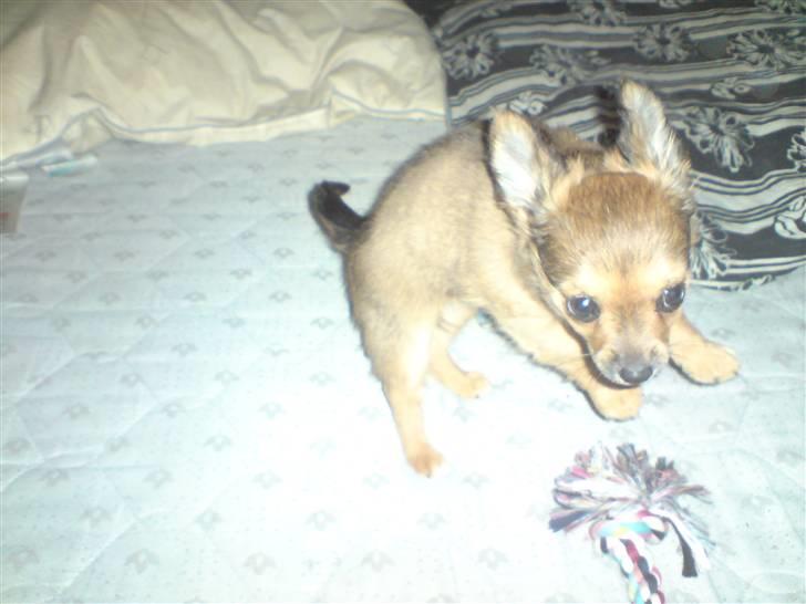 Chihuahua Gucci billede 8