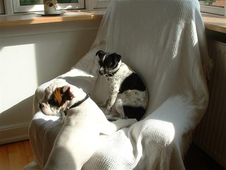 Dansk svensk gaardhund Tilde billede 2