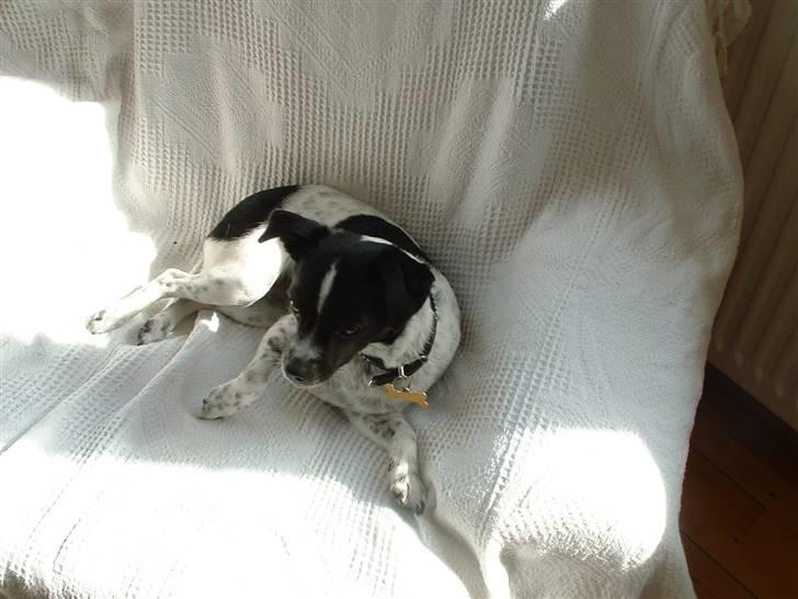 Dansk svensk gaardhund Tilde billede 3