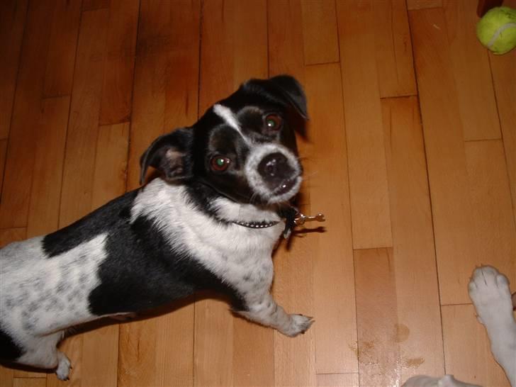 Dansk svensk gaardhund Tilde billede 4