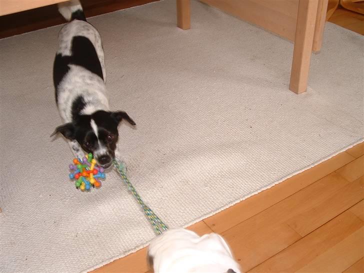 Dansk svensk gaardhund Tilde billede 5