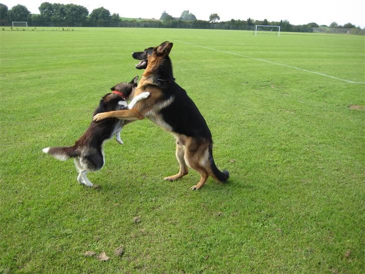 Schæferhund Chiko billede 13