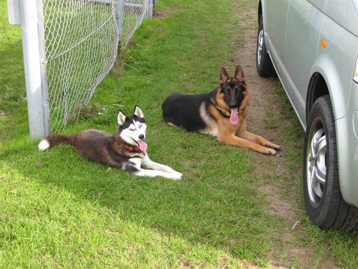 Schæferhund Chiko billede 14