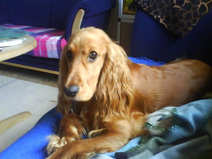 Cocker spaniel Chico billede 14