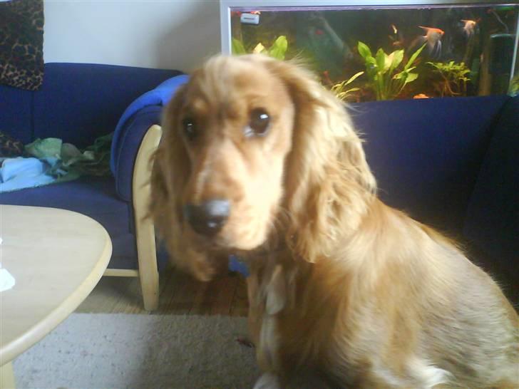 Cocker spaniel Chico billede 15