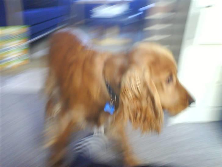 Cocker spaniel Chico billede 18