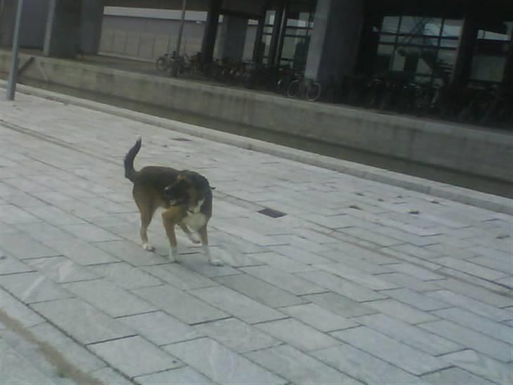 Blanding af racer Cindi # Blanding Hund # billede 18