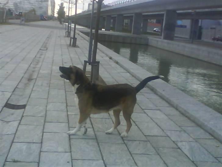 Blanding af racer Cindi # Blanding Hund # billede 19