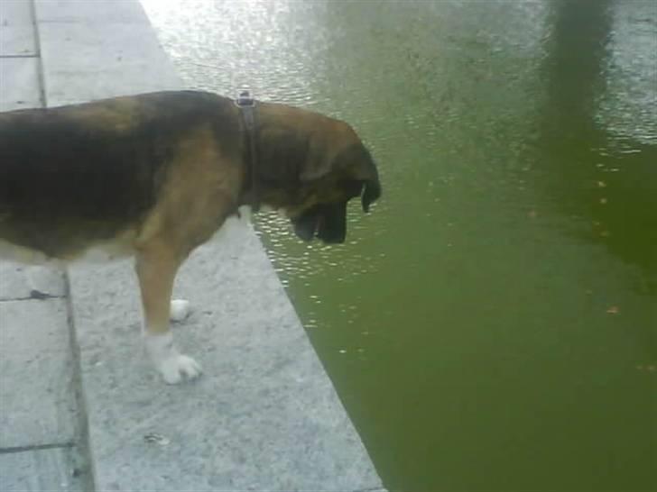 Blanding af racer Cindi # Blanding Hund # billede 20