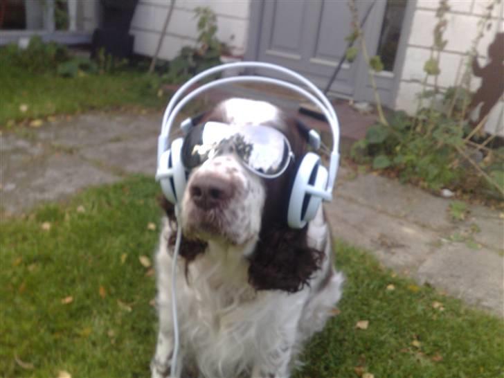 Engelsk springer spaniel Bølle (aflivet) ): - min store rockstar billede 10