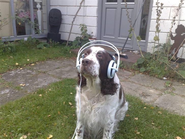 Engelsk springer spaniel Bølle (aflivet) ): - her er han igen min rocksta billede 11