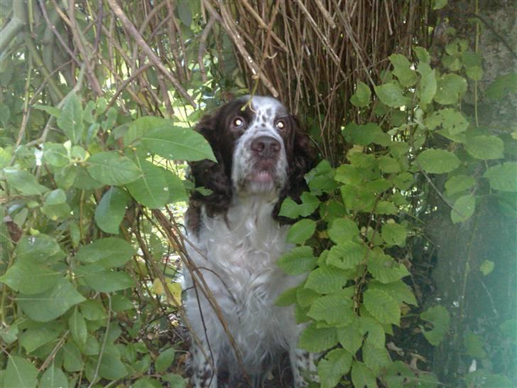 Engelsk springer spaniel Bølle (aflivet) ): - hvor er du kær smukke<3 billede 12