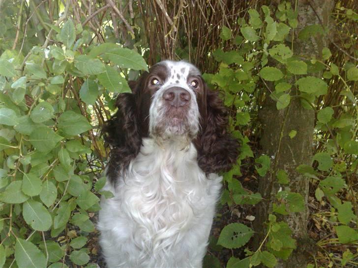 Engelsk springer spaniel Bølle (aflivet) ): - smukke Bølle  billede 13