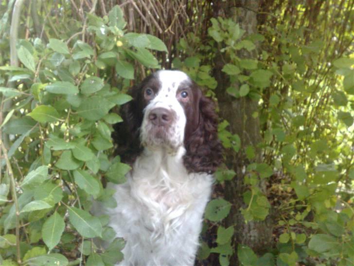 Engelsk springer spaniel Bølle (aflivet) ): - hej Bølle billede 14