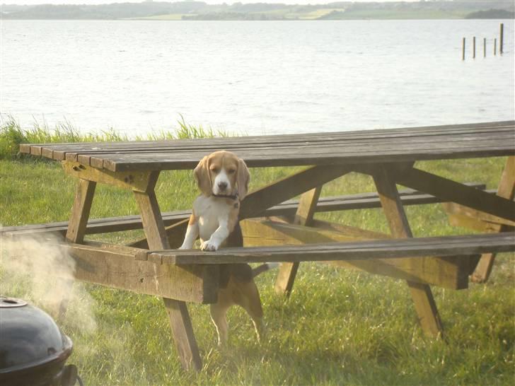 Beagle Freya - Freya på skovtur :-) billede 2