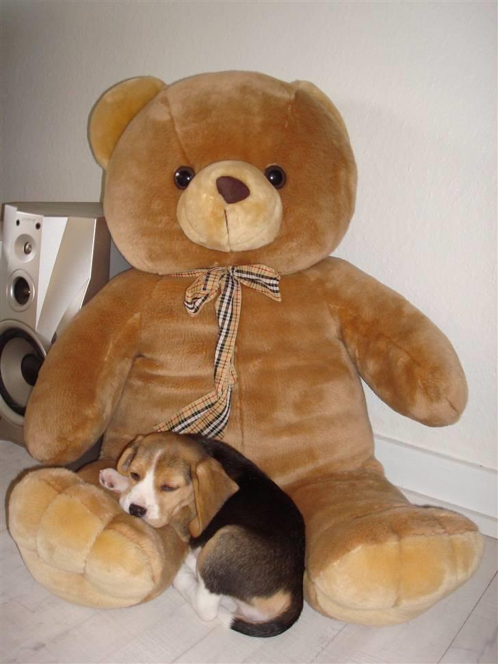 Beagle Freya - Når der ikke er nogen at putte hos må man ty til bamsen billede 3