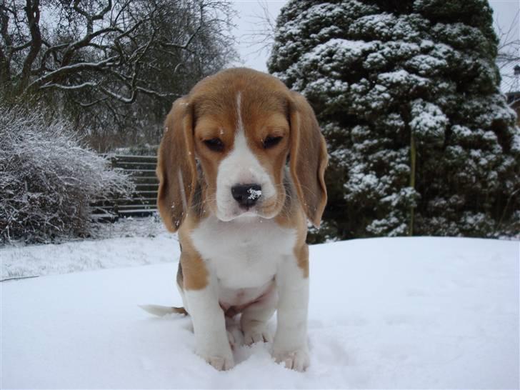 Beagle Freya - Den aller første sne billede 4