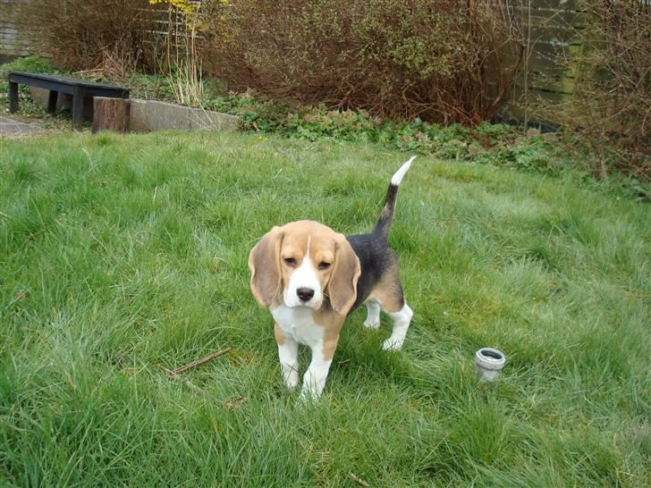 Beagle Freya billede 5