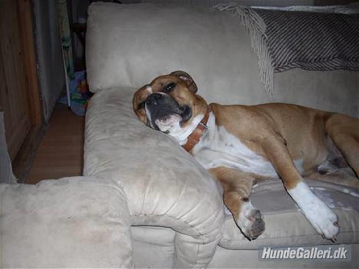 Amerikansk staffordshire terrier Kenzo - kenzos far Hector , når de ligner hinanden bedst :P....  billede 9