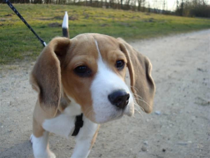 Beagle Freya billede 6