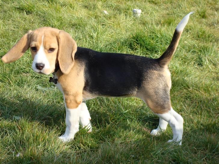 Beagle Freya billede 7