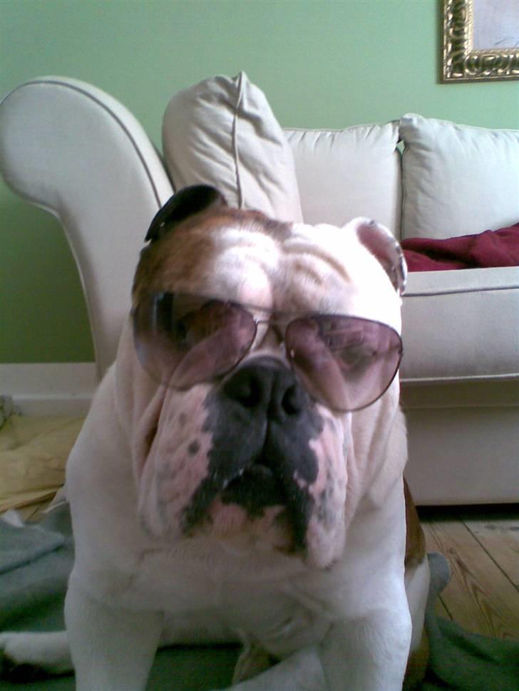 Engelsk bulldog Eigil - mon der kommer sol i dag? billede 14