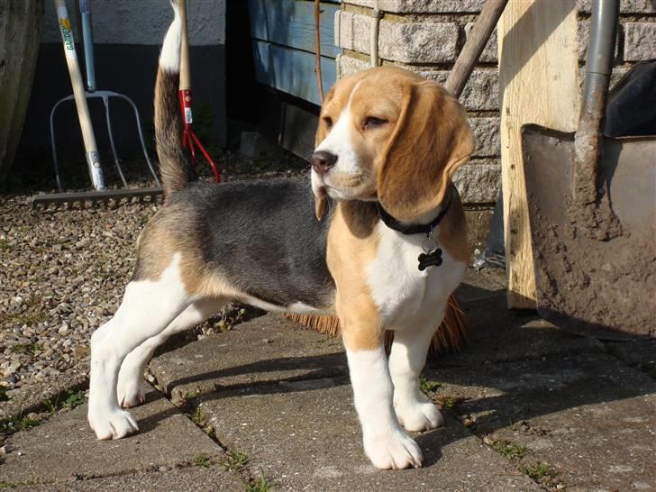 Beagle Freya billede 8