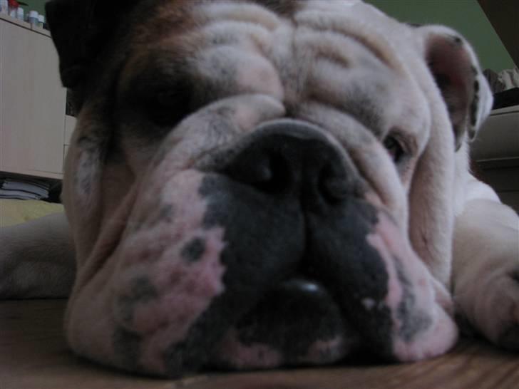 Engelsk bulldog Eigil - jeg er bare så træt nu  billede 15