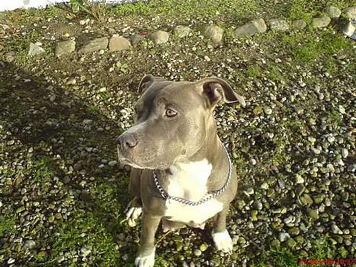 Amerikansk staffordshire terrier Kenzo - Kenzos mor, soja . (: billede 10